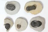 Lot: Assorted Devonian Trilobites - Pieces #119714-2